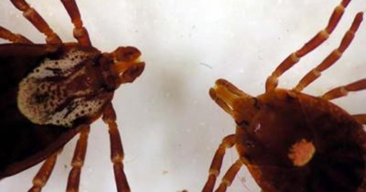 Uk Entomologist Offers Tips On Ticks Uknow